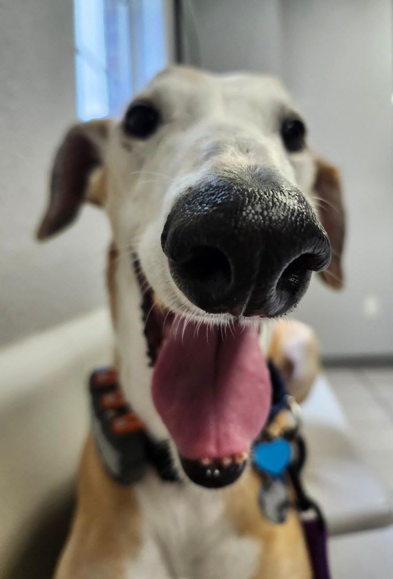 GALTx 🐕 tweet media