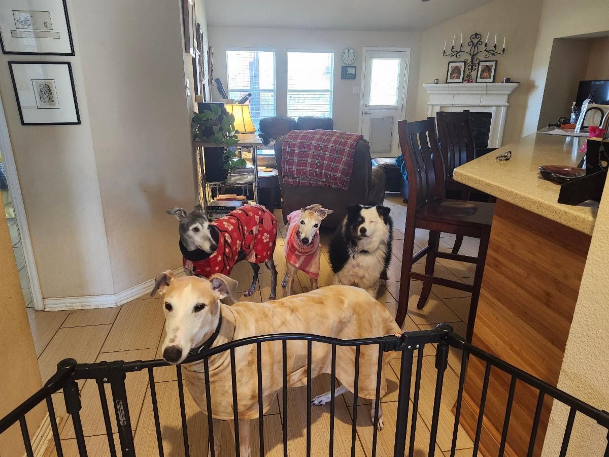 GALTx 🐕 tweet media