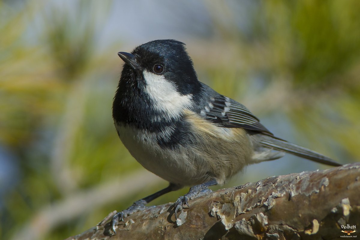 bird/h tweet media