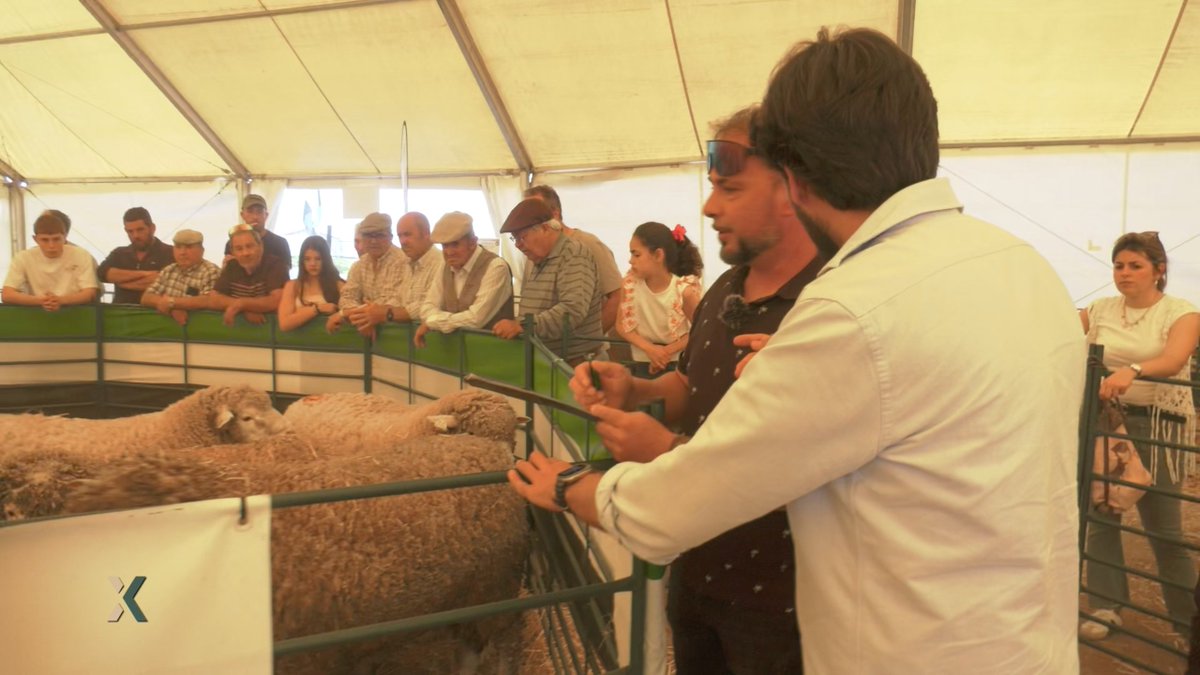 cextremadura's tweet photo. Las ovejas son las grandes protagonistas de la Feria Ganadera de Brozas.

Son muchos los ganaderos los que cuidan a sus ovejas durante el año para que lleguen en las mejores condiciones a esta feria ganadera.

La estamos contando ahora en #informeCEX 

🔴 Síguelo en directo.
📺https://t.co/4vskNvzKkc