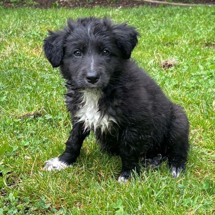 NUEVA VIDA ADOPCIONES tweet media