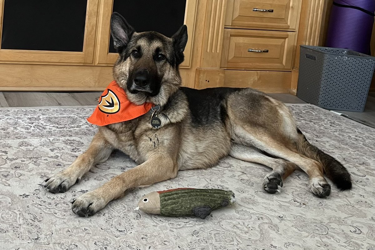 nicoleeazell's tweet photo. hank is ready for a ducks win tmw. https://t.co/OGq3ZCu0yy