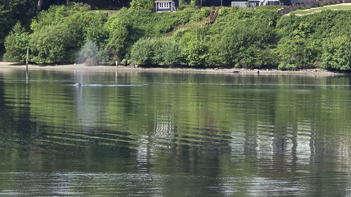 lopezcjean's tweet photo. It was nice having some visitors this morning at Lion's Field Park in Bremerton. 

#whalewatching #komo4news #Pugetsound #king5news https://t.co/GVEggATcOl