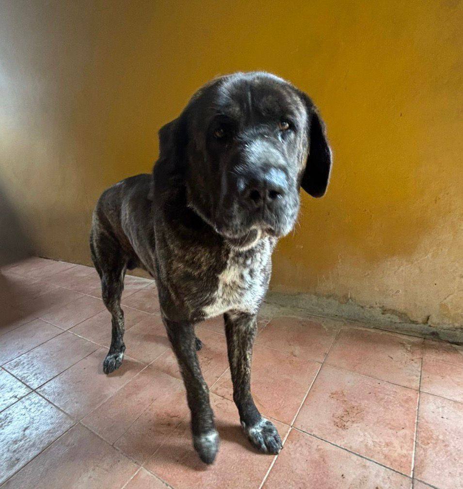 #SEVILLA
Otro pobre abuelo que acaba en la perrera de San Antón

Es un viejito grande recogido en Almonte (Huelva), sin chip

Muy bueno y cariñoso a pesar de la traición

Sociable con otros perretes

Vamos a hacer lo posible para que no muera entre rejas..

WhatsApp 601 29 76 93