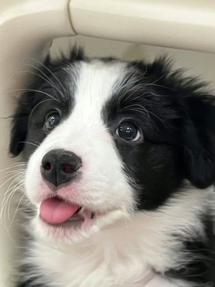 dogssaveworld's tweet photo. the happiest little face 🌸🐶 https://t.co/ItfbcE7xGB