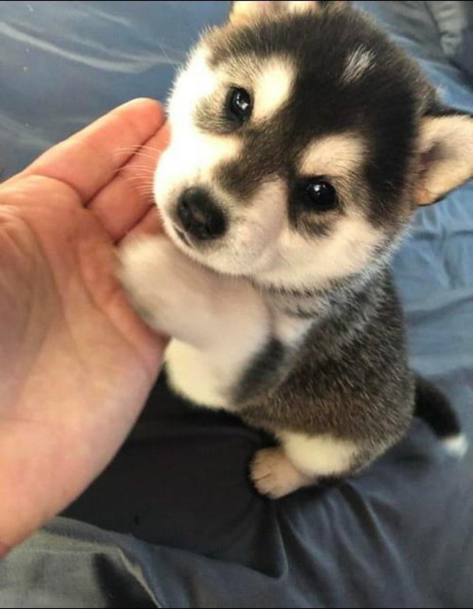 dogs so cute that could save the world tweet media