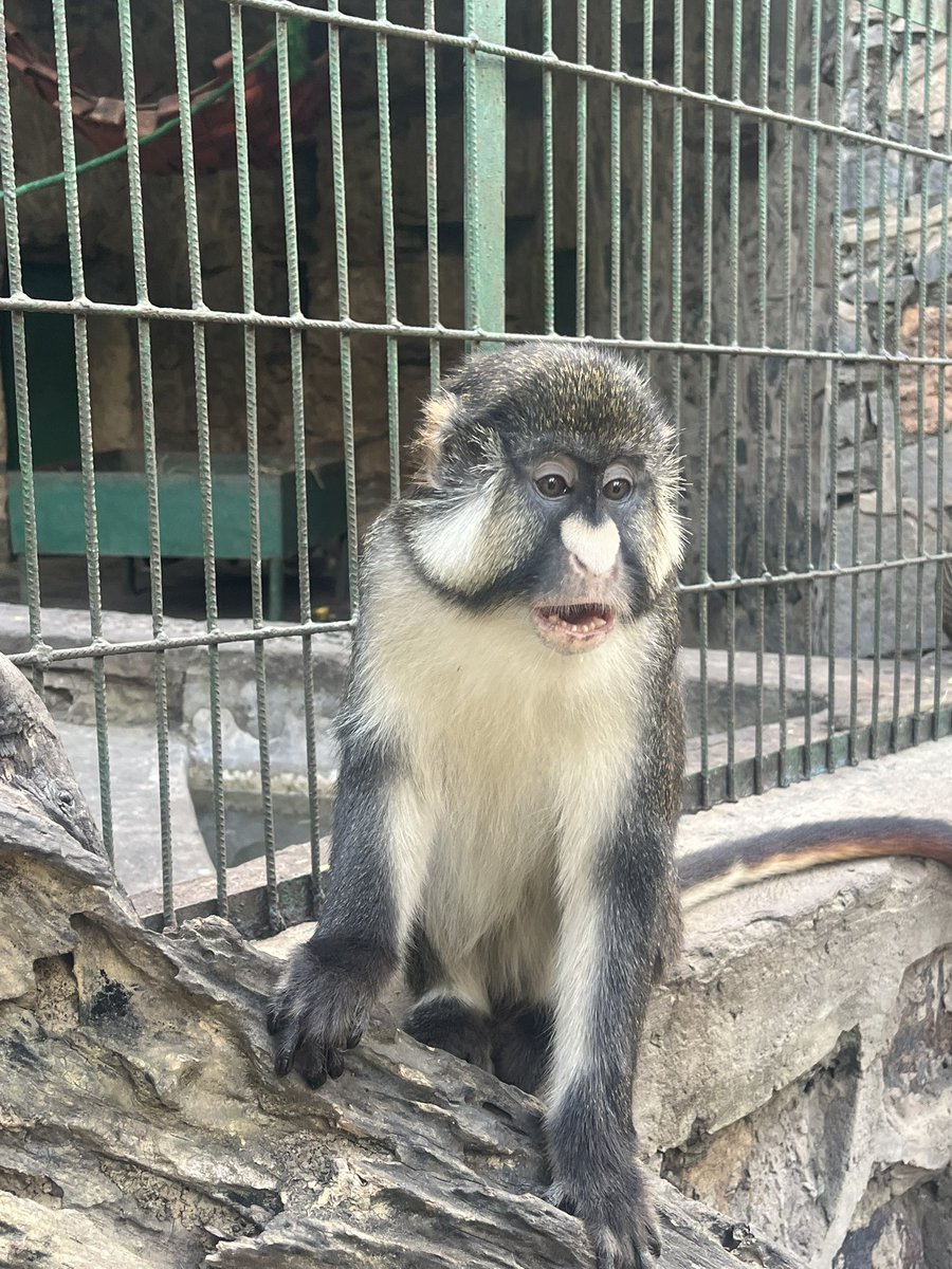 sawa_world419's tweet photo. ルブンバシの動物園にいるこのサル可愛すぎ🙈 https://t.co/Zu7RPCzuyS