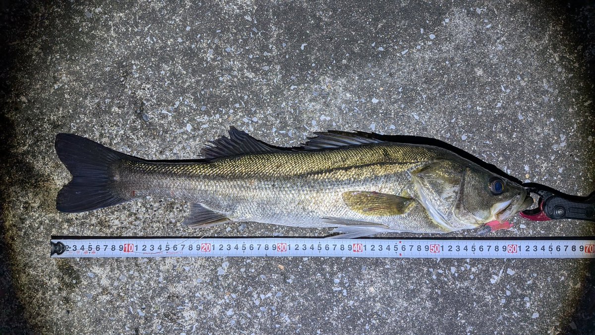 nagaya_pta's tweet photo. シーバス62cm61cmと50オーバー2匹✨GW、家族サービスで釣りに全く行けなかった憂さを晴らせた！ https://t.co/7l732i3Rvq