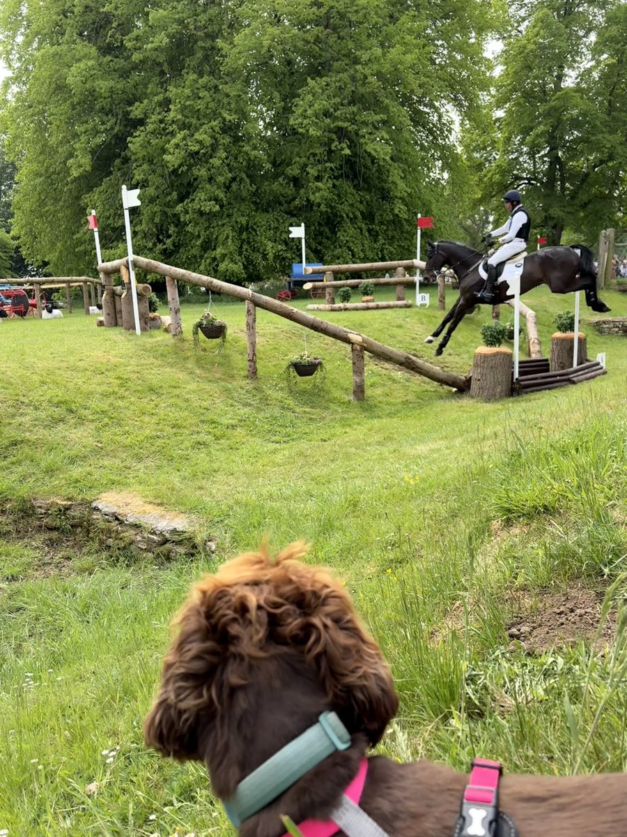 Roz Kay 🐎🌳📚 tweet media
