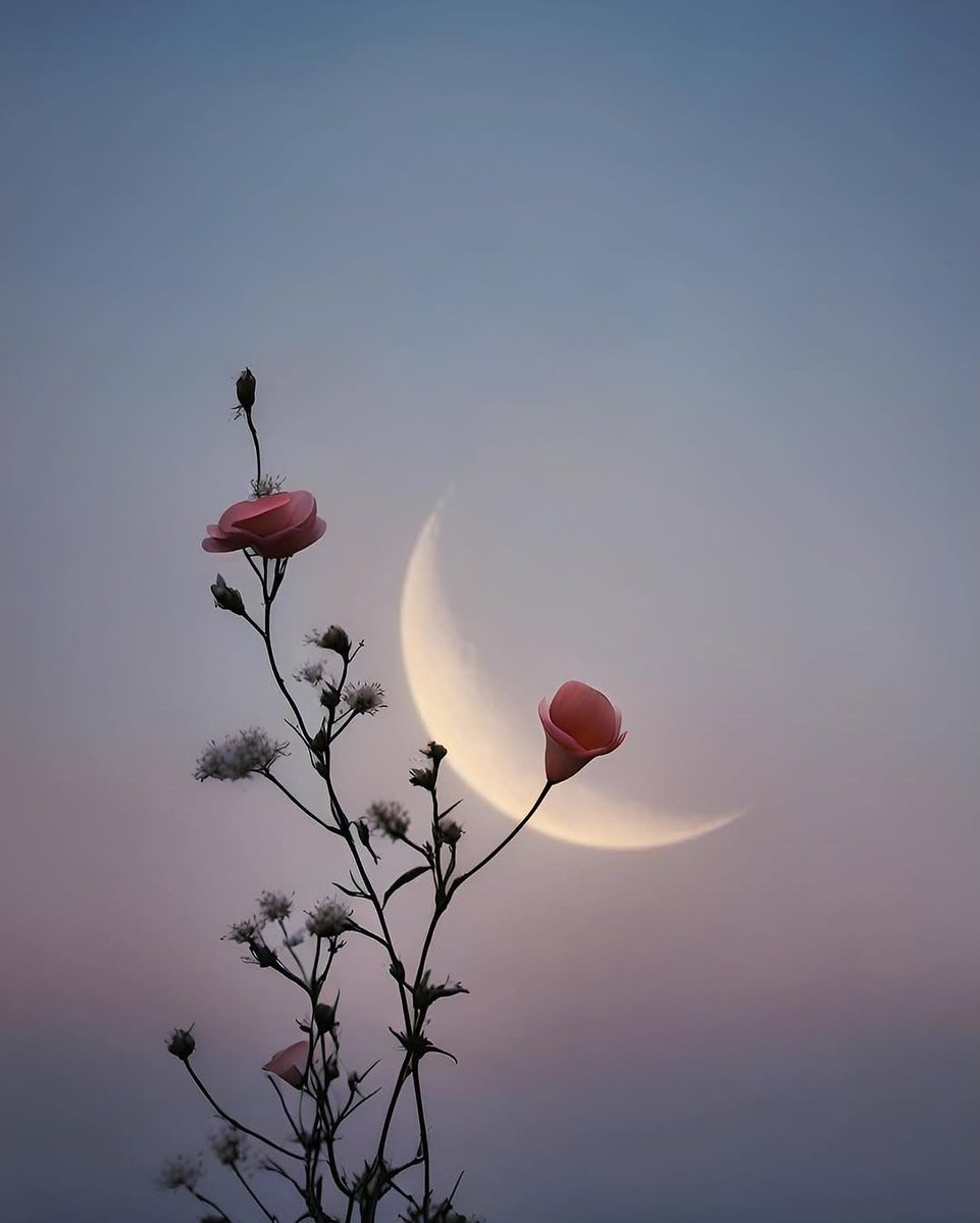 🌿 tweet media