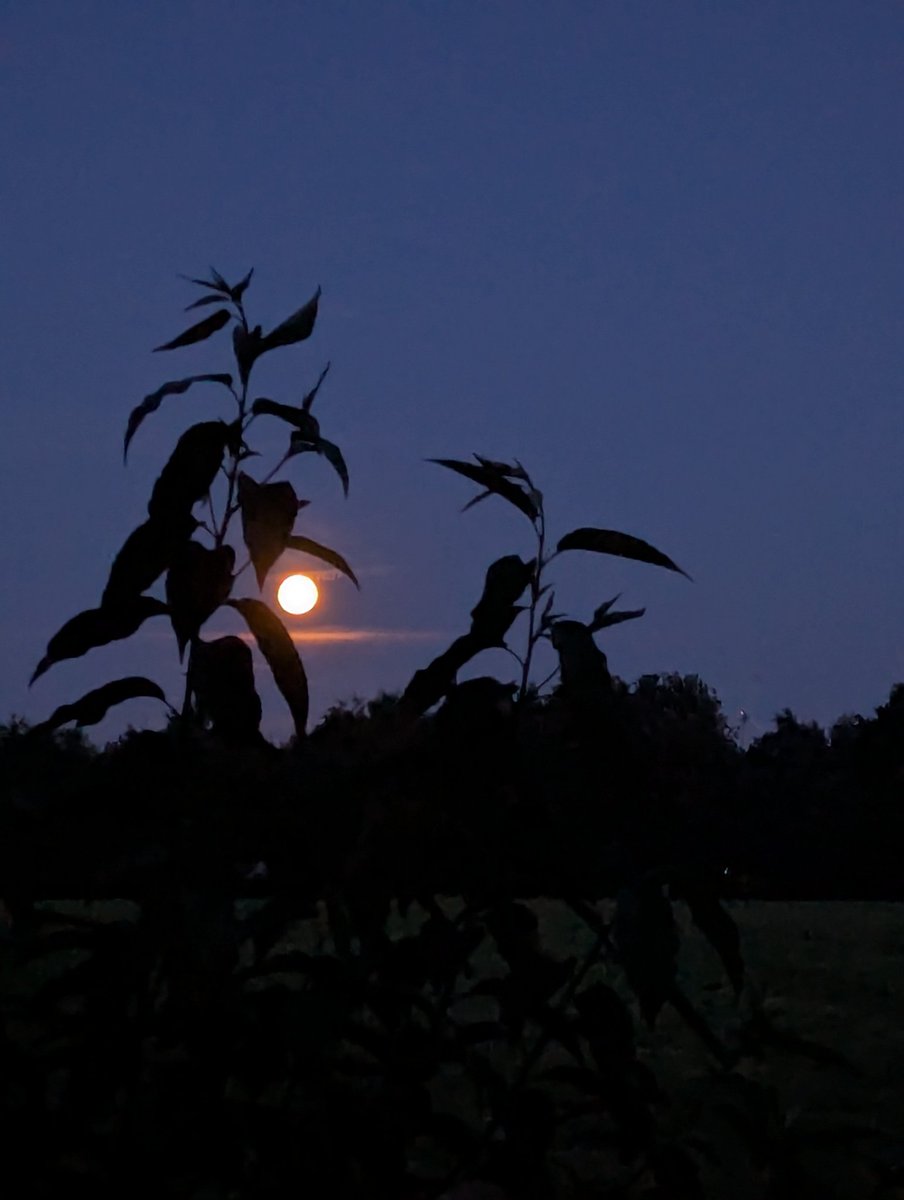 AMefollower's tweet photo. I made these a year ago but I'm still in love. 
.
.
.
#photos #photography #moon #nature #picture #trendi https://t.co/GBqnLMpp7O