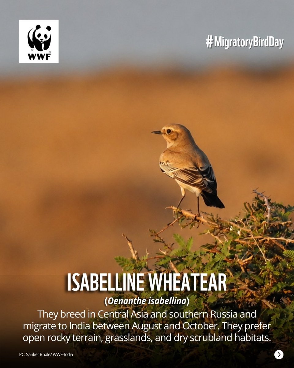 WWF-India tweet media