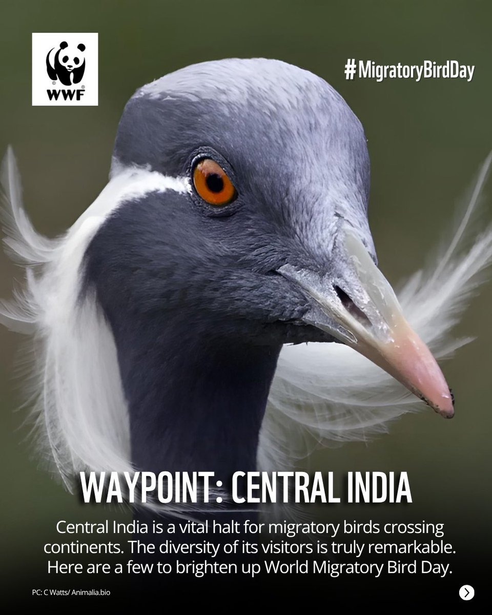 WWF-India tweet media