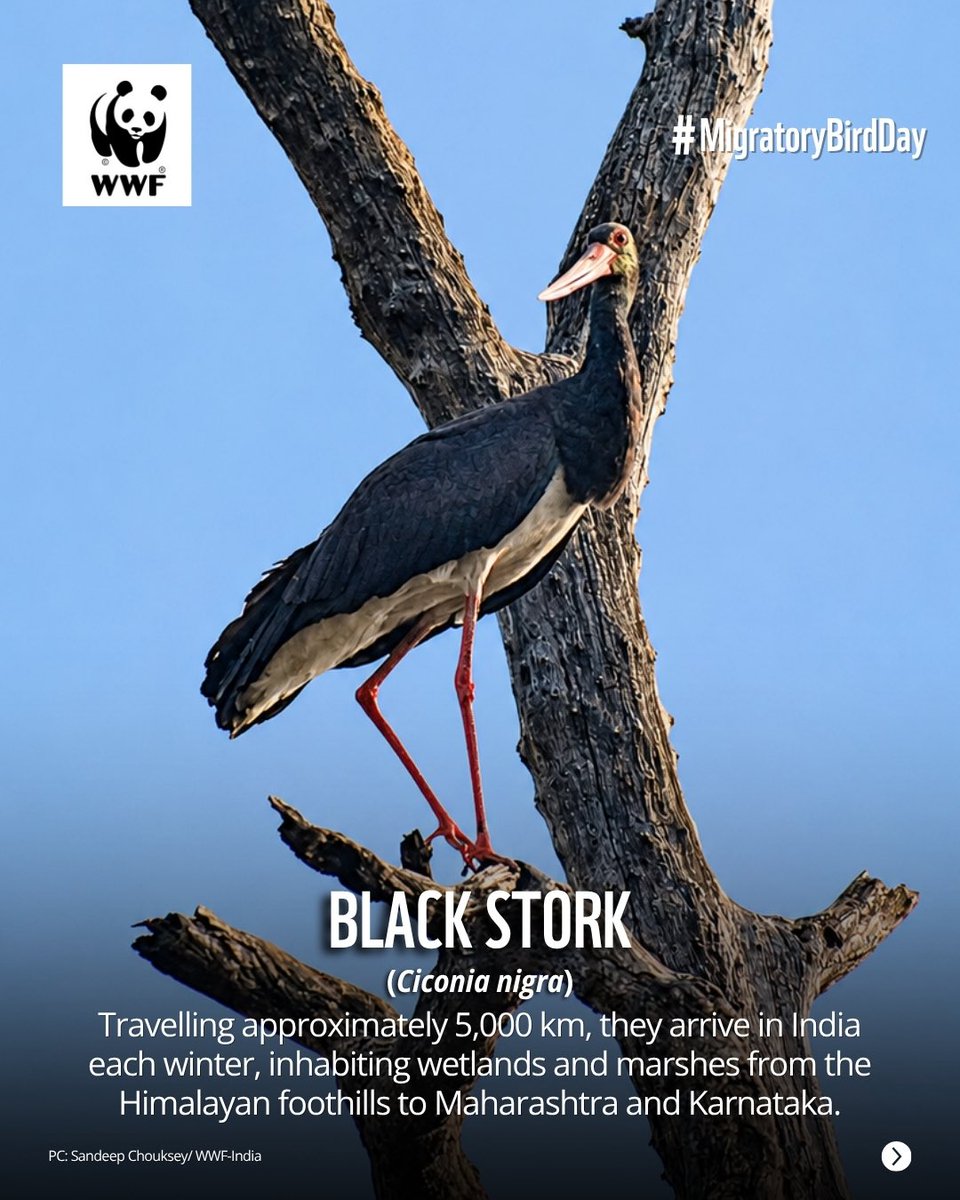 WWF-India tweet media
