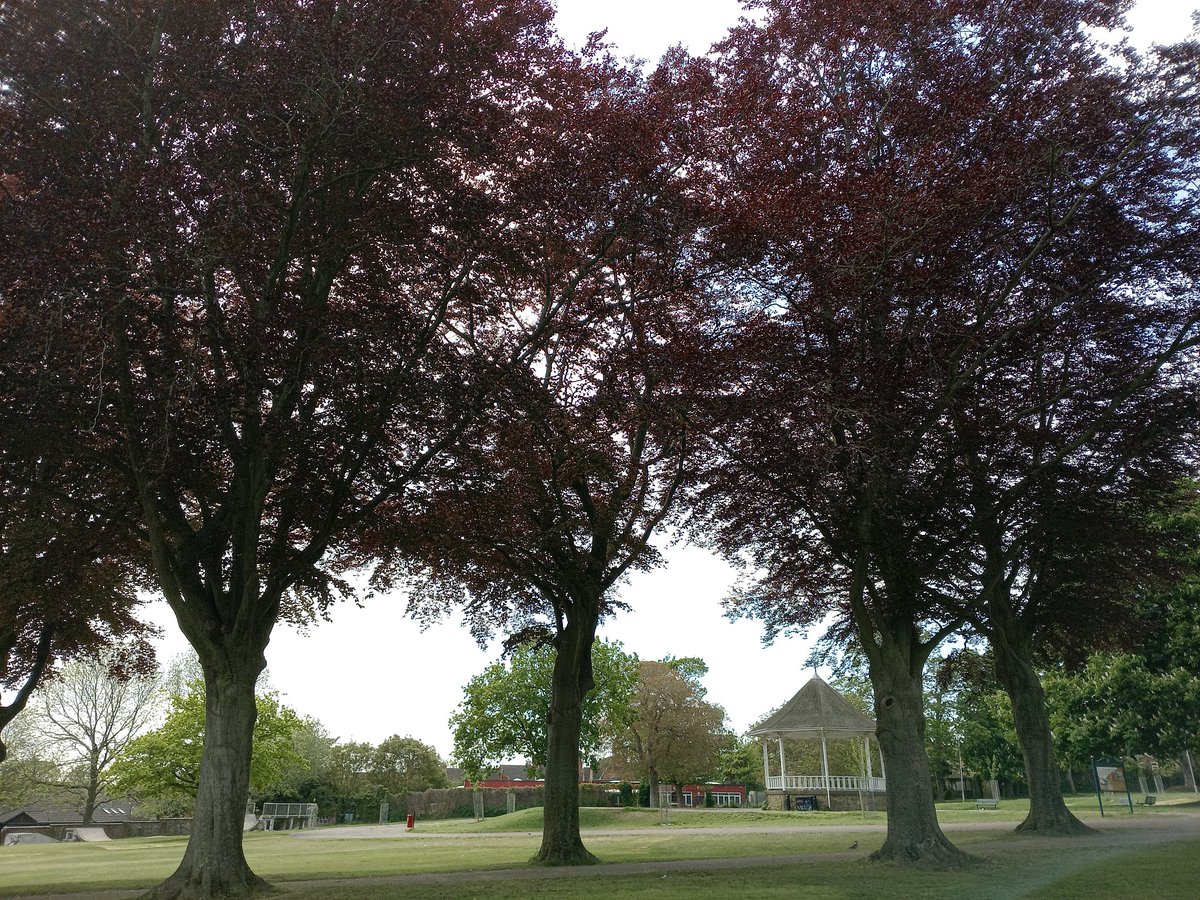 phil0073's tweet photo. #CopperBeeches at #BassetsCloseWellingborough in May. The #CopperBeeches is a #SherlockHolmes short by #ArthurConanDoyle.
#PhilOnaBike  #SherlockSaturday #treepeople https://t.co/GPNsaL7oIx