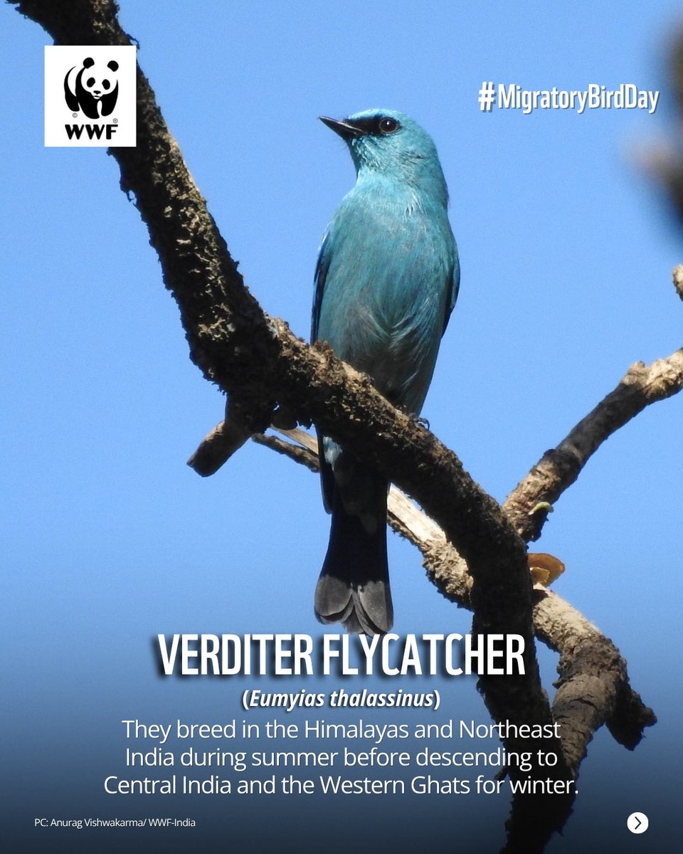 WWF-India tweet media