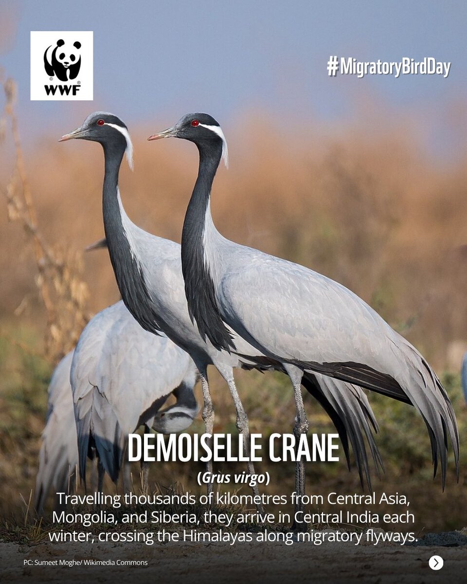 WWF-India tweet media