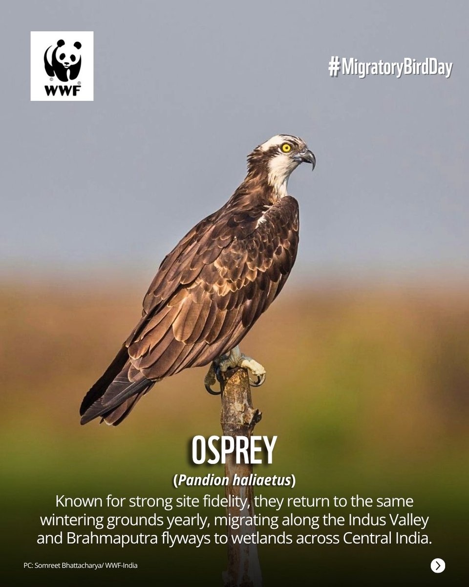 WWF-India tweet media