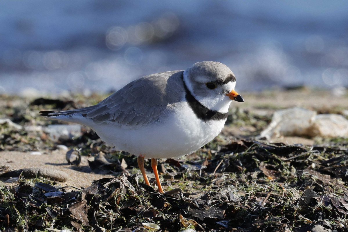 Chicago Piping Plovers tweet media