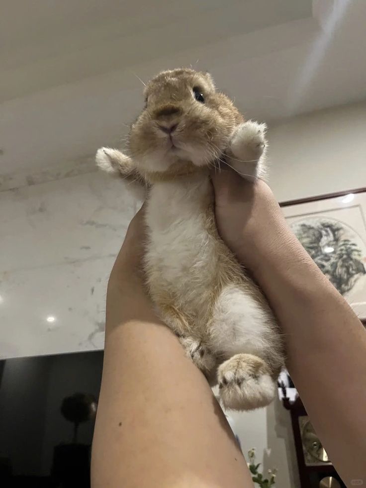 thepopularanimals tweet media