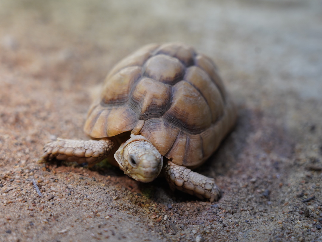 Male Egyptian tortoise ‘Edfu’ is turning 15! 🎊 

We’re enjoying the springtime sunshine, but we’re always keeping sun safety in mind. 😎 Egyptian tortoises survive in their sunny desert homes with pale carapaces, which help to reflect the sun’s heat. ☀️ 

#YourZooYYC