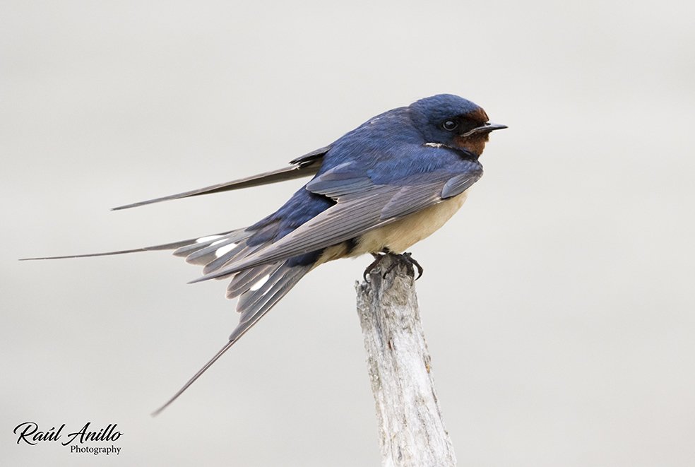 RAnilloWildlife's tweet photo. Un día cualquiera en los #Humedales de Salburua
La Golondrina común es una de las aves más conocidas de Europa. Se reconoce fácilmente por su cuerpo estilizado, alas largas y puntiagudas, garganta rojiza y la cola muy ahorquillada
#wildlifephotography 
#wildlife_shot 
#photobird https://t.co/GavAlOQdWx