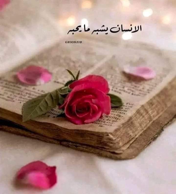 قطرااات الندى tweet media