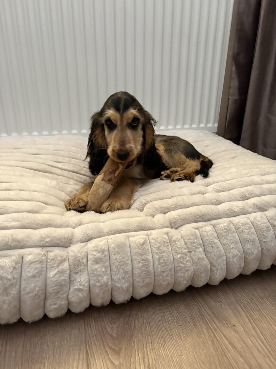 ReggieSpaniel's tweet photo. I lost my first tooth yesterday. The tooth fairy came last night, said I was the bestest boy and brought me a new stick to chew on 🐶🐾 https://t.co/MfStJeXjlA