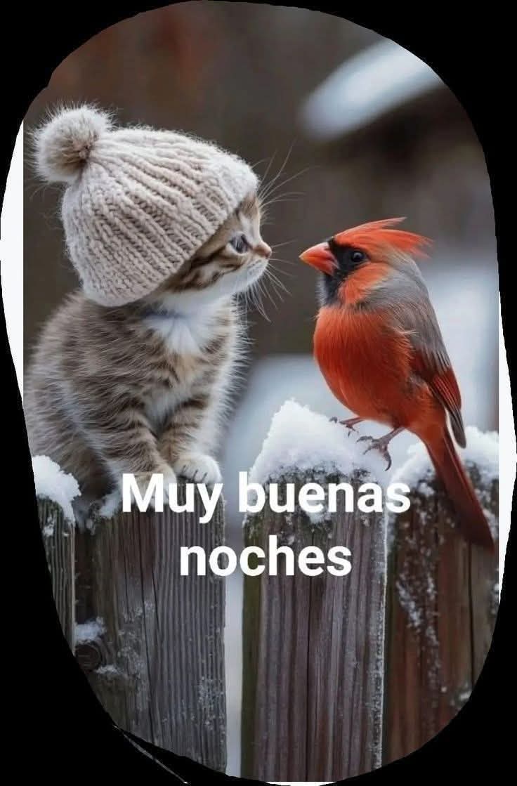 Virginia Rios tweet media
