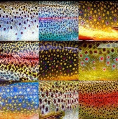 ꒰ daily aquatic lovelies ༚.° tweet media