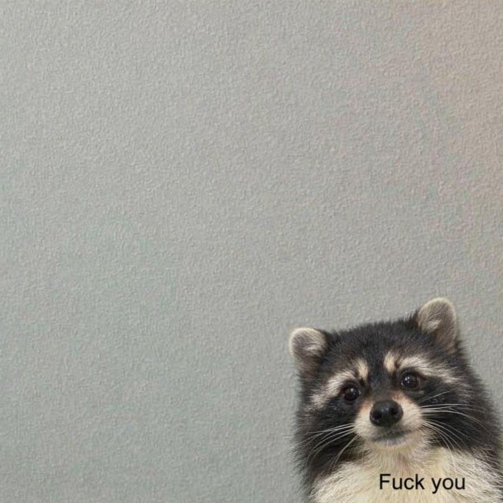 Why you should have a Raccoon tweet media