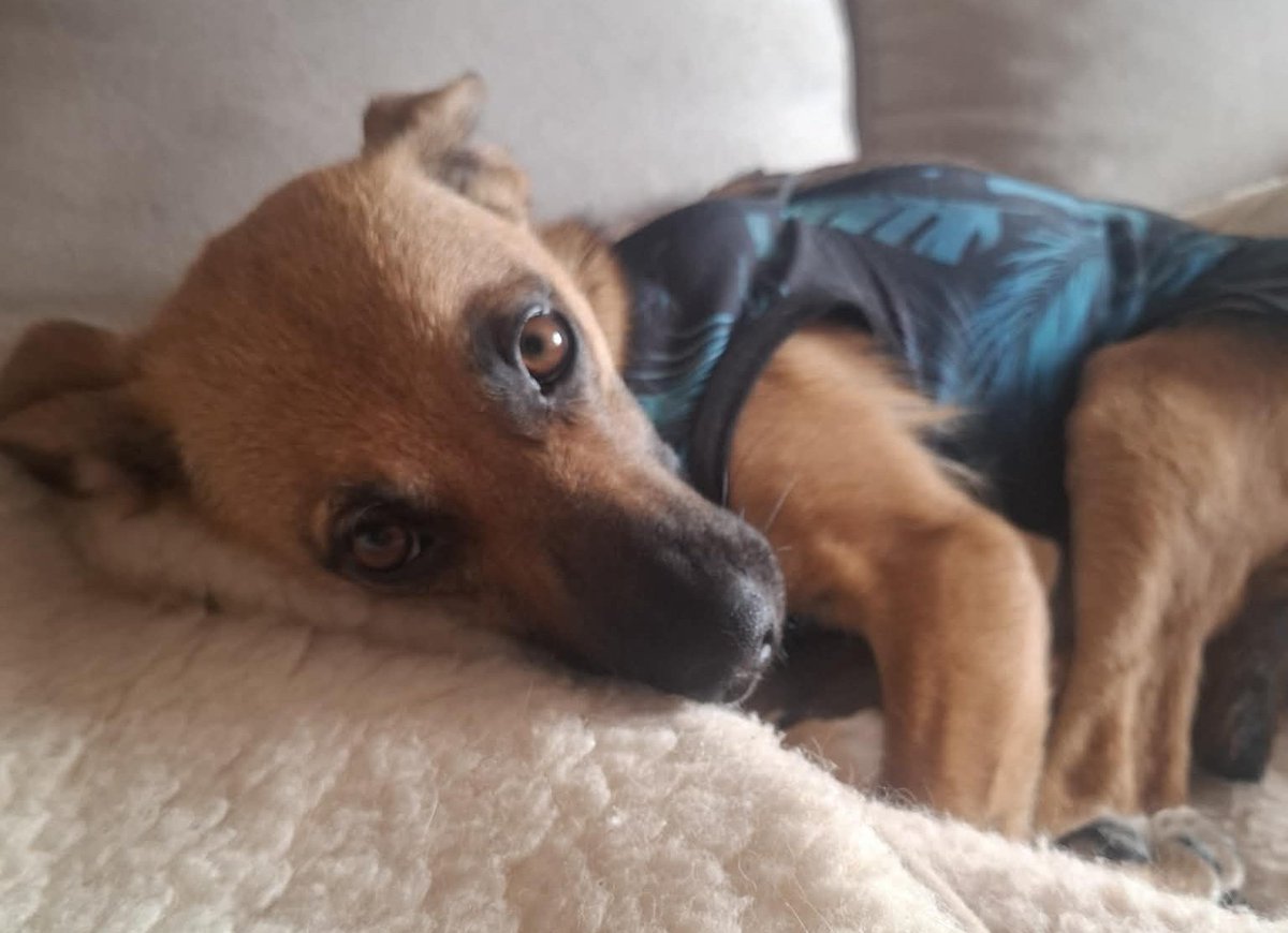 MiauMiauu1999's tweet photo. Profil koci, ale tym razem pomocy potrzebuje piesek 🐕🐶

Kto lubi psiaki i pomoże?
Na zbiórce 0 zł, ruszymy chociaż z miejsca?

https://t.co/SkoduJwlV1 https://t.co/cIpJP5k816