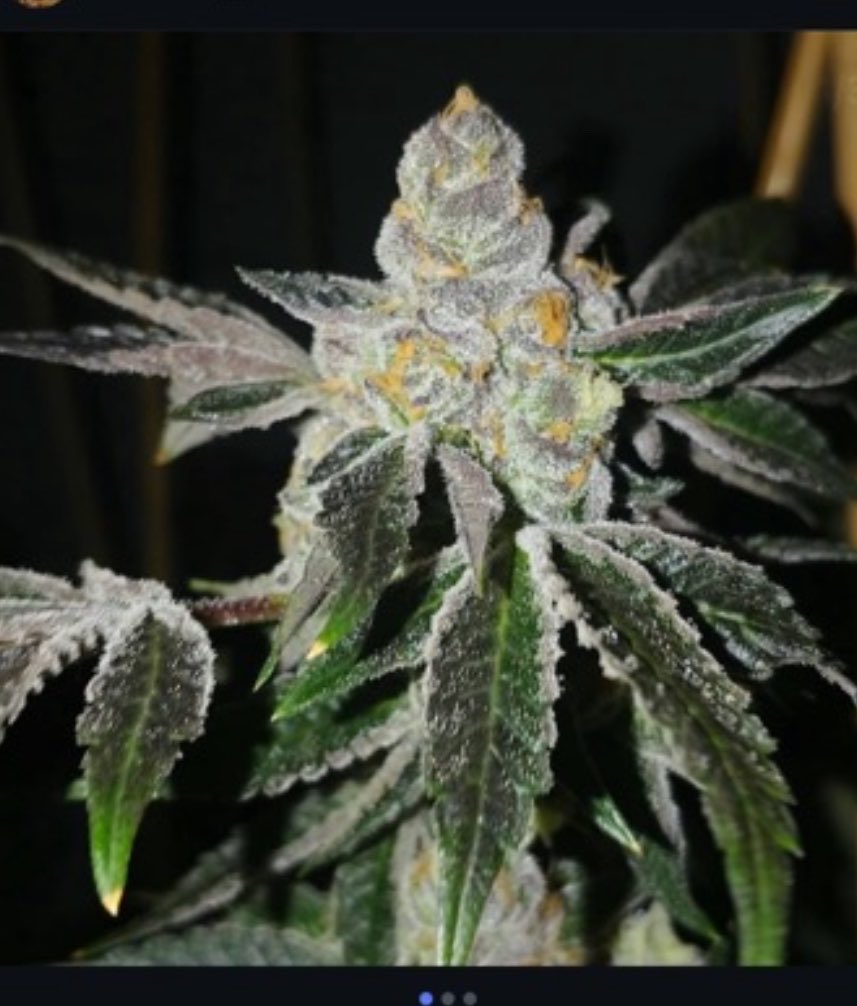 JRandTeamOSC's tweet photo. One of the most famous strains of all time!   This particular strain changed everything in the cannabis industry.   The original. GSC 
Girl Scout Cookies forum cut! 

There’s a lot of cookie strains out there, but very, very few of them compete with the original

Get your cut 
At 
https://t.co/ir5K6kQCdA