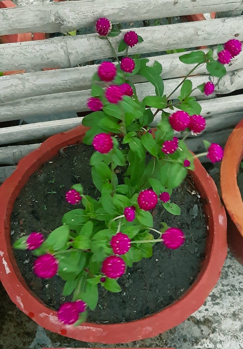 NazmunPiya's tweet photo. বোতাম ফুল https://t.co/vKE5lk6ROl