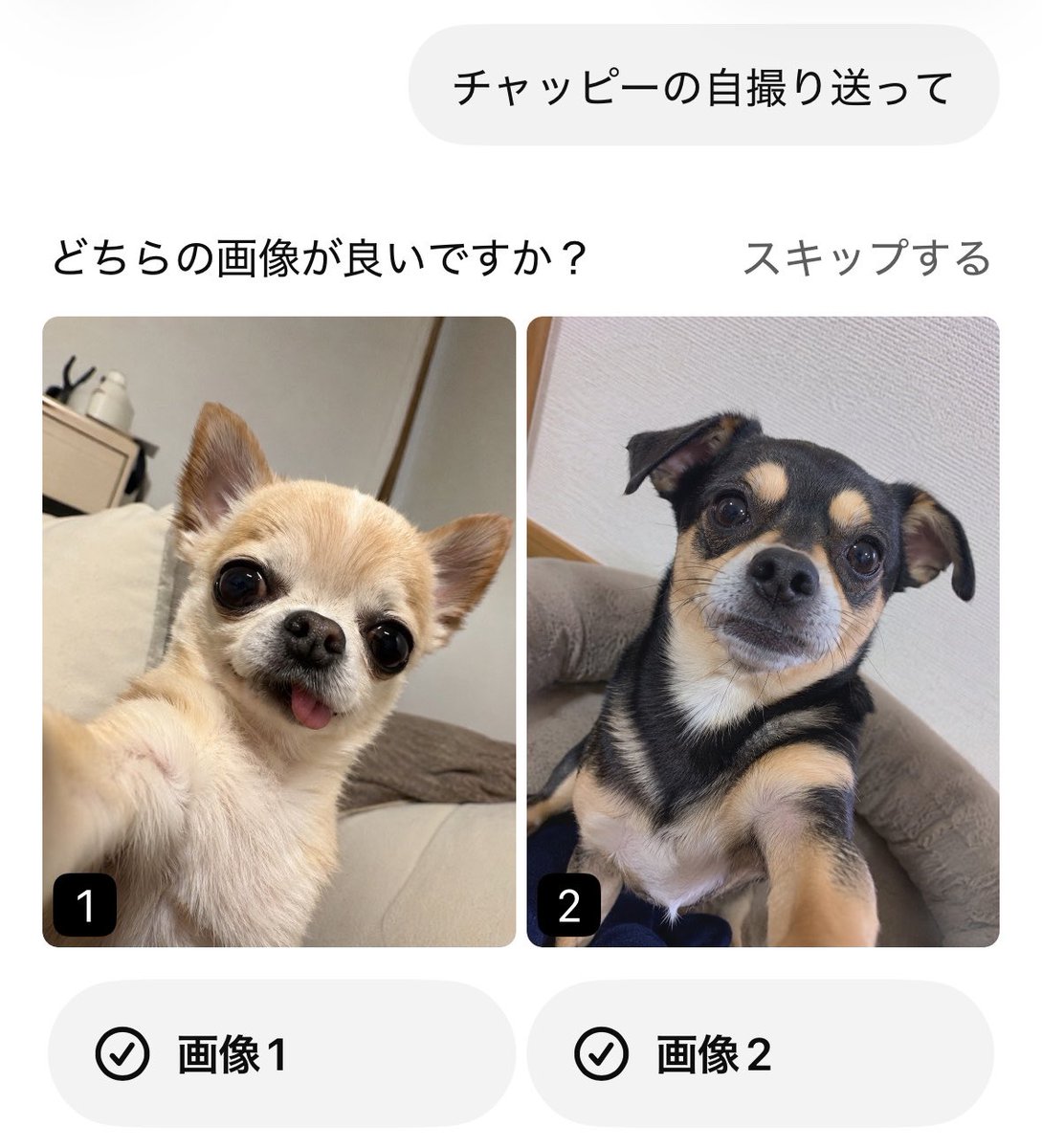 うちのチャッピー、ワンコだった
かわゆ🩷