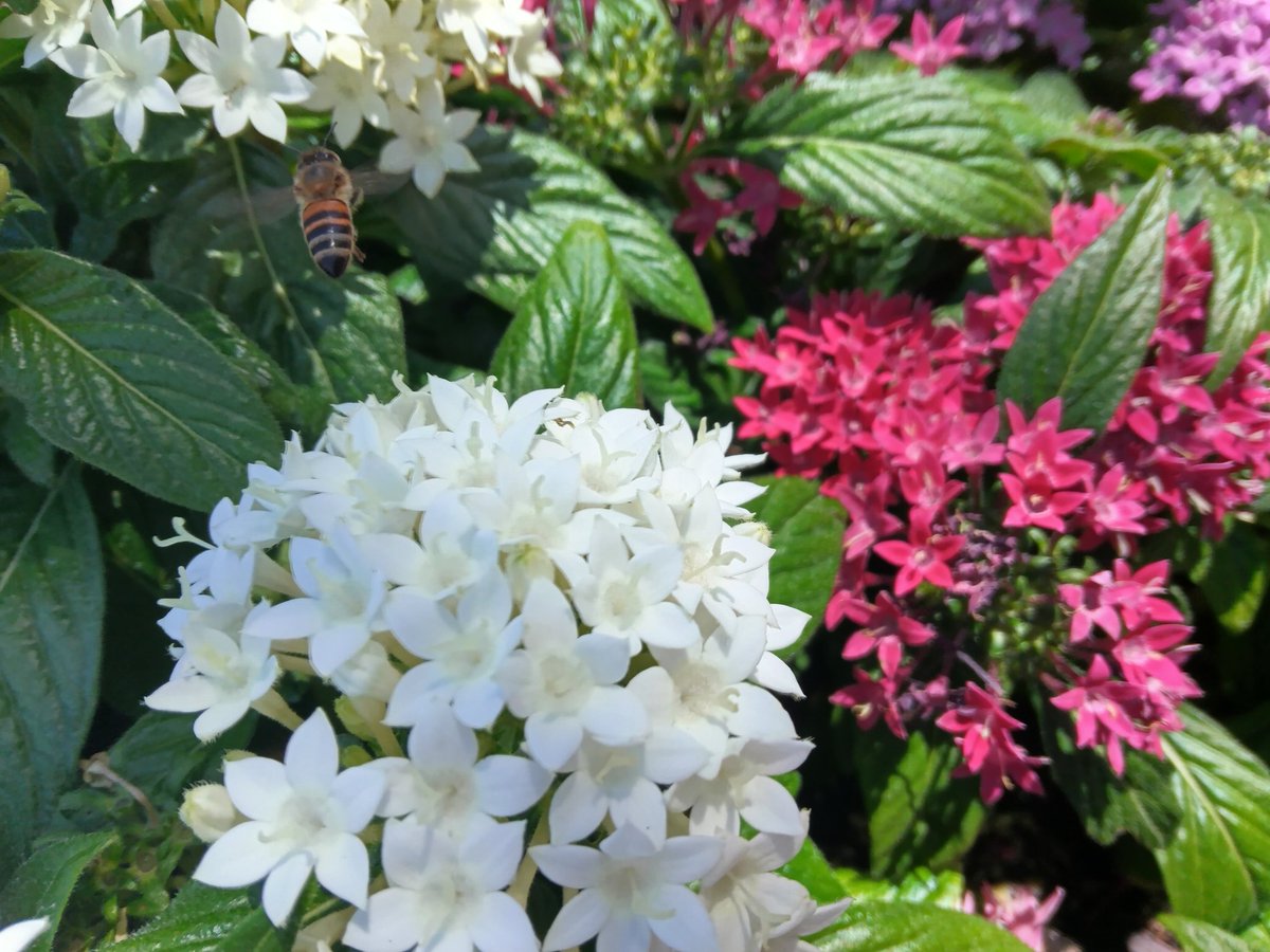 Cake_Kee_'s tweet photo. Outside the mall .
.and there was a bumblebee collection pollen
#christownmall .
#christown
#phoenixarizona https://t.co/0LXrtxnaft