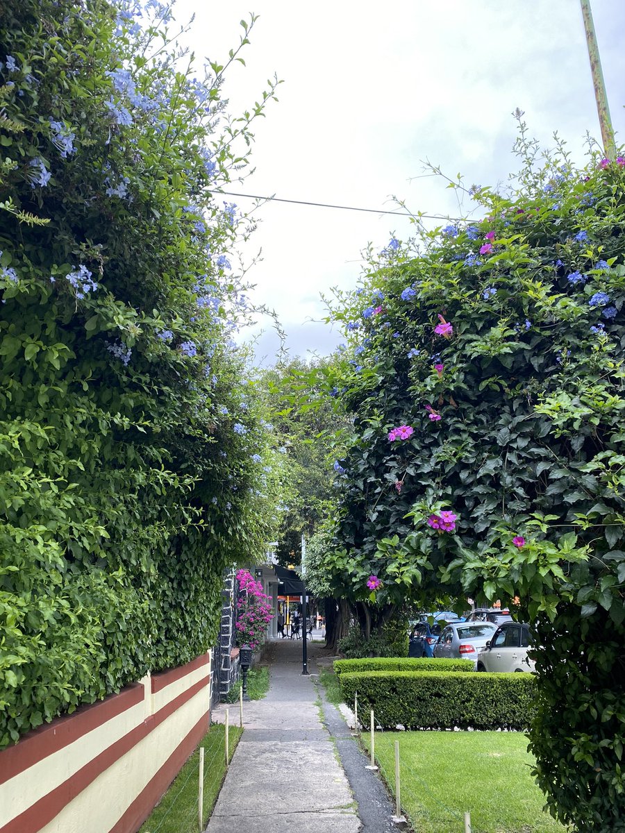 dairiscst's tweet photo. Me gustaba cuando venía seguido a la Narvarte y le tomaba fotos a las flores. https://t.co/bF77OQtblh
