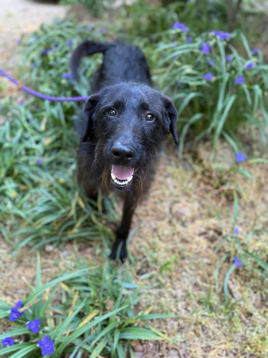 🌭 Meet Corn Dog! 🌭
📍 Royston, GA | Available in Georgia
🩺 Fully vetted • Neutered • Chipped
🎂 16 months • 31 lbs
👉 houndsinpounds.org

Corn Dog is sweet, goofy, affectionate, and the perfect medium-energy buddy👇