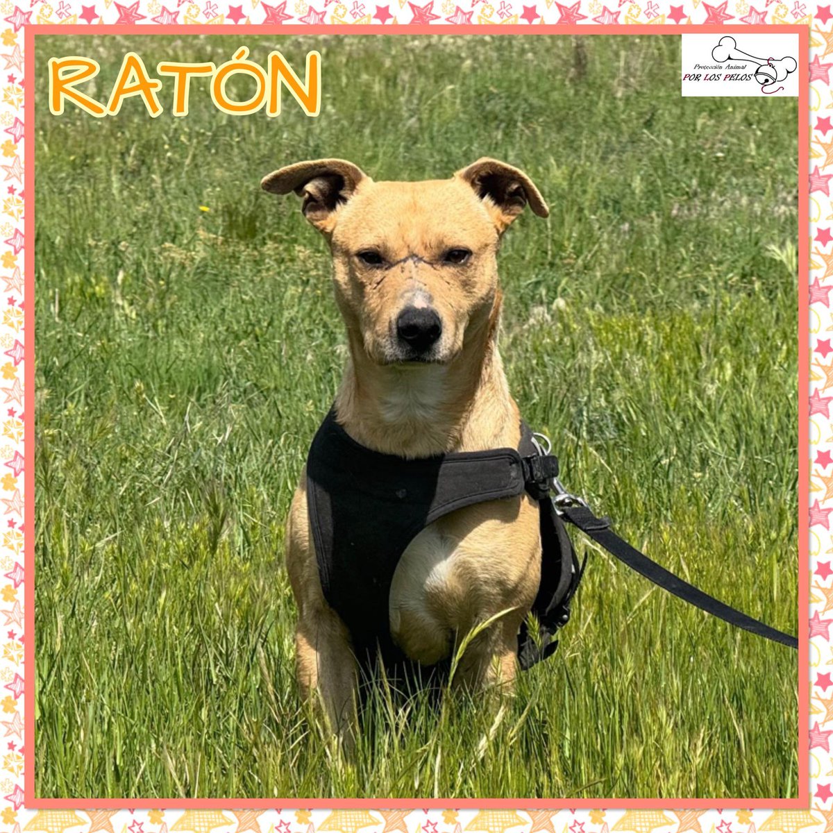 🐶RATÓN🐶🆘URGENTE🆘#mestizo tamaño mediano, 2 añitos. El pequeño tiene marcado el cuerpecito del maltrato y le falta una patita, no sabemos por lo que ha tenido  que pasar... Aún así es muy cariñoso, además de listo. Busca #acogida #adopcion 👉 protectoraporlospelos.org/ficha-2232