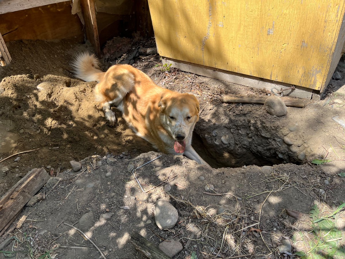yunawinter's tweet photo. The dog is digging an incredible hole https://t.co/A4MbIoOsl3
