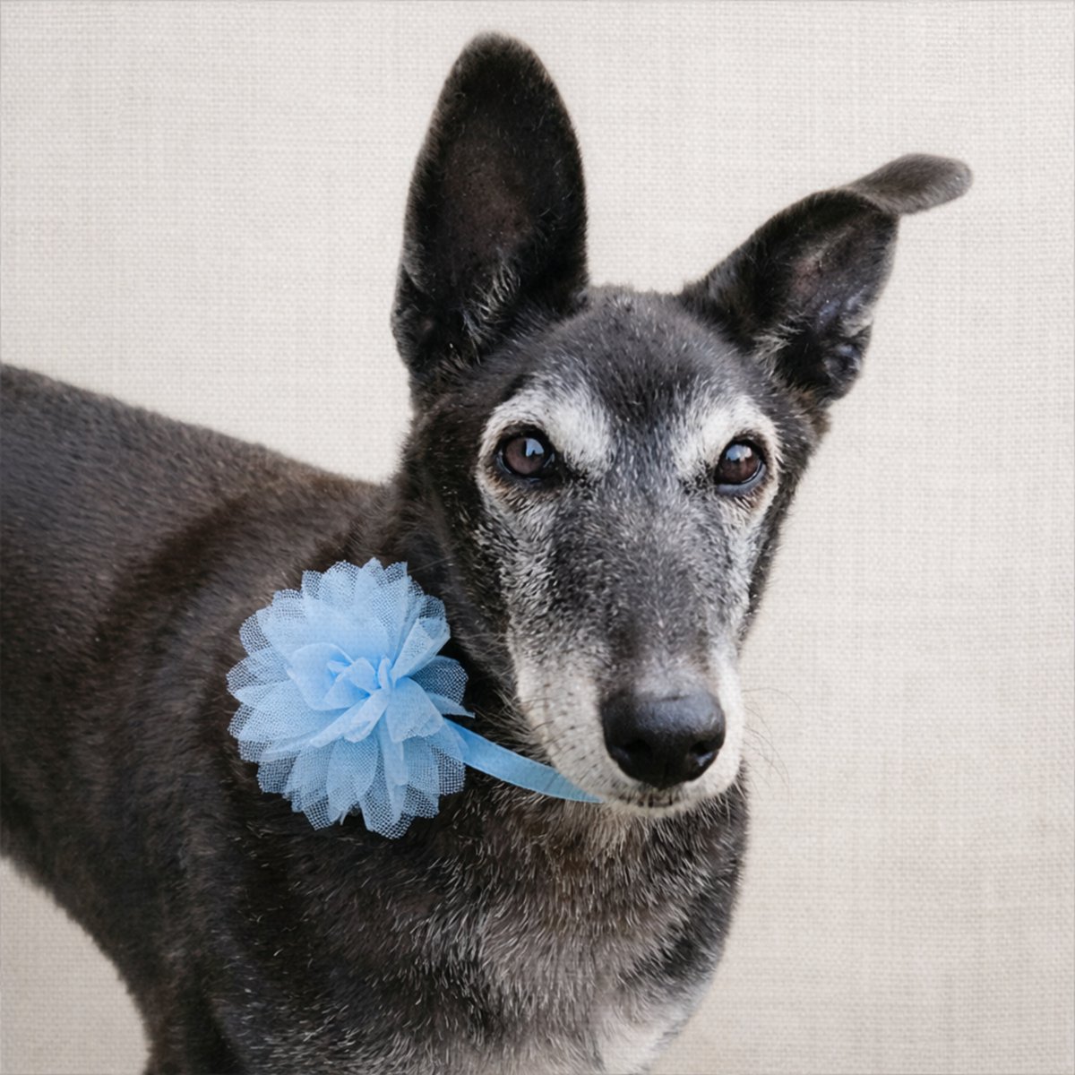 #Sevilla
#PITU a sus 11 años, es la nobleza. Es calma que te abraza al llegar a casa 🏠

Convive con otros perros, aunque prefiere su propio espacio

Puede viajar. Después de casi cinco años esperando, es hora de que llegue a su hogar 🙏

Contacto: WhatsApp 636 48 95 78