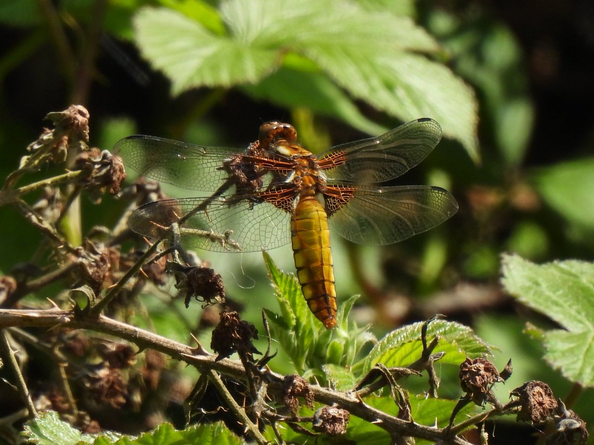 MarkClements27's tweet photo. Broad-bodied Chaser at Bradfield today https://t.co/sxh5Nuqtk4