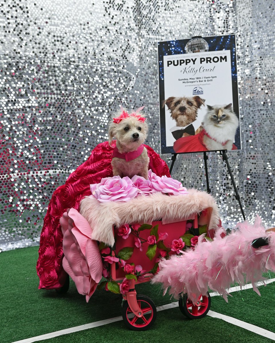 Helen Woodward Animal Center tweet media