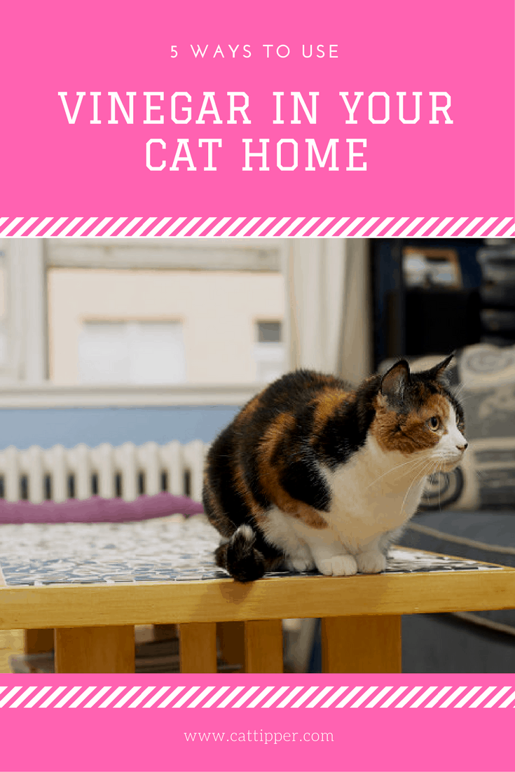 Cat Tipper.com tweet media