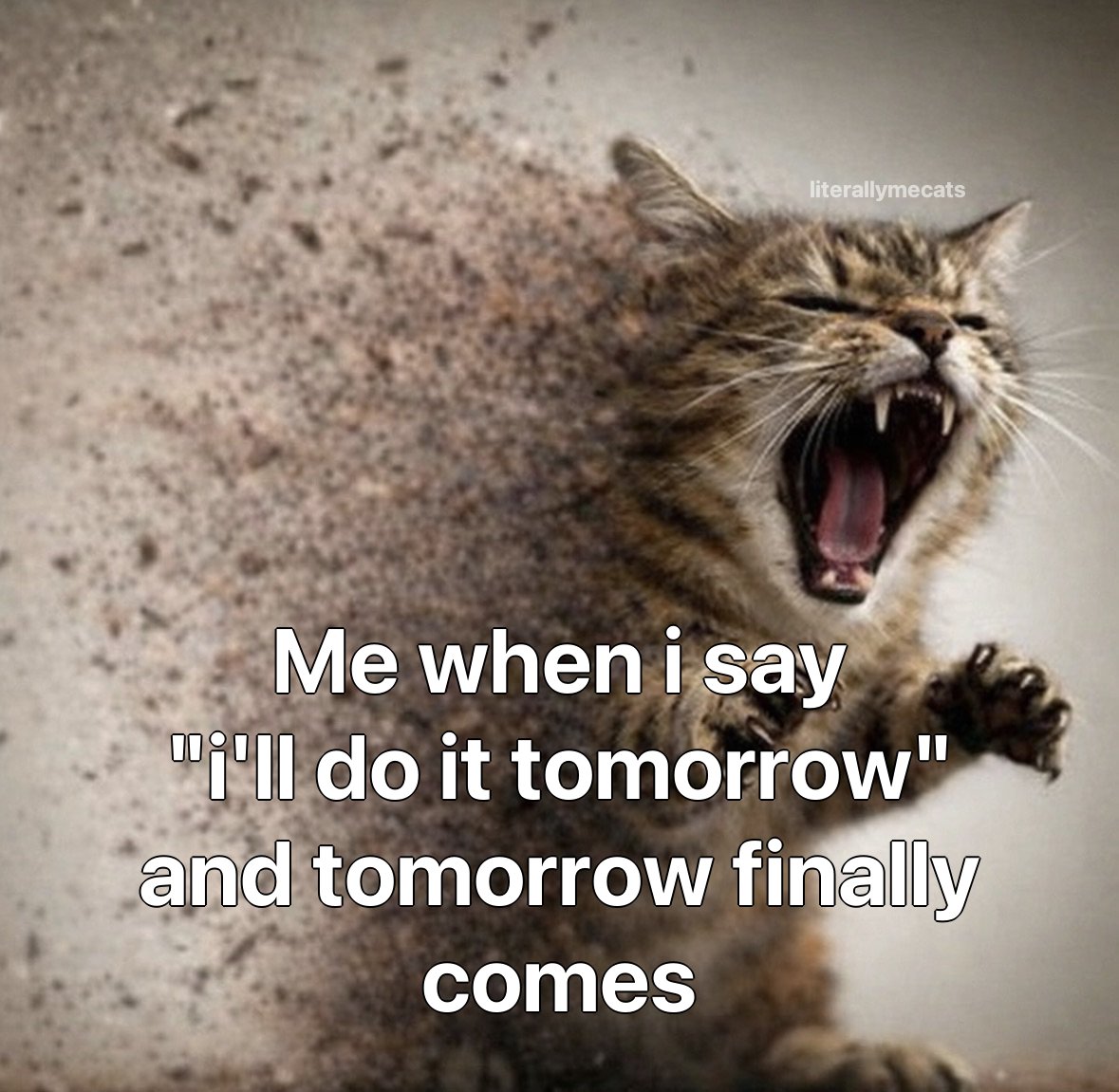 LiterallyMeCats tweet media
