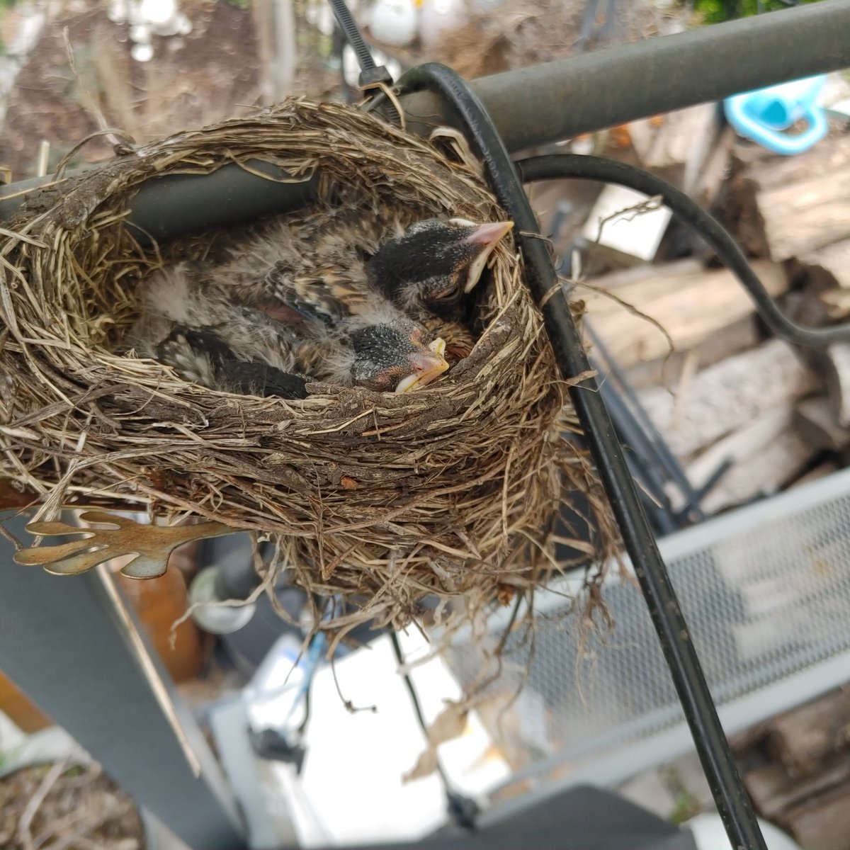 YAHDOG11's tweet photo. Now i need to name them 
#YAHDOG
#YPR
#TLSR https://t.co/7Cn6azOo7c