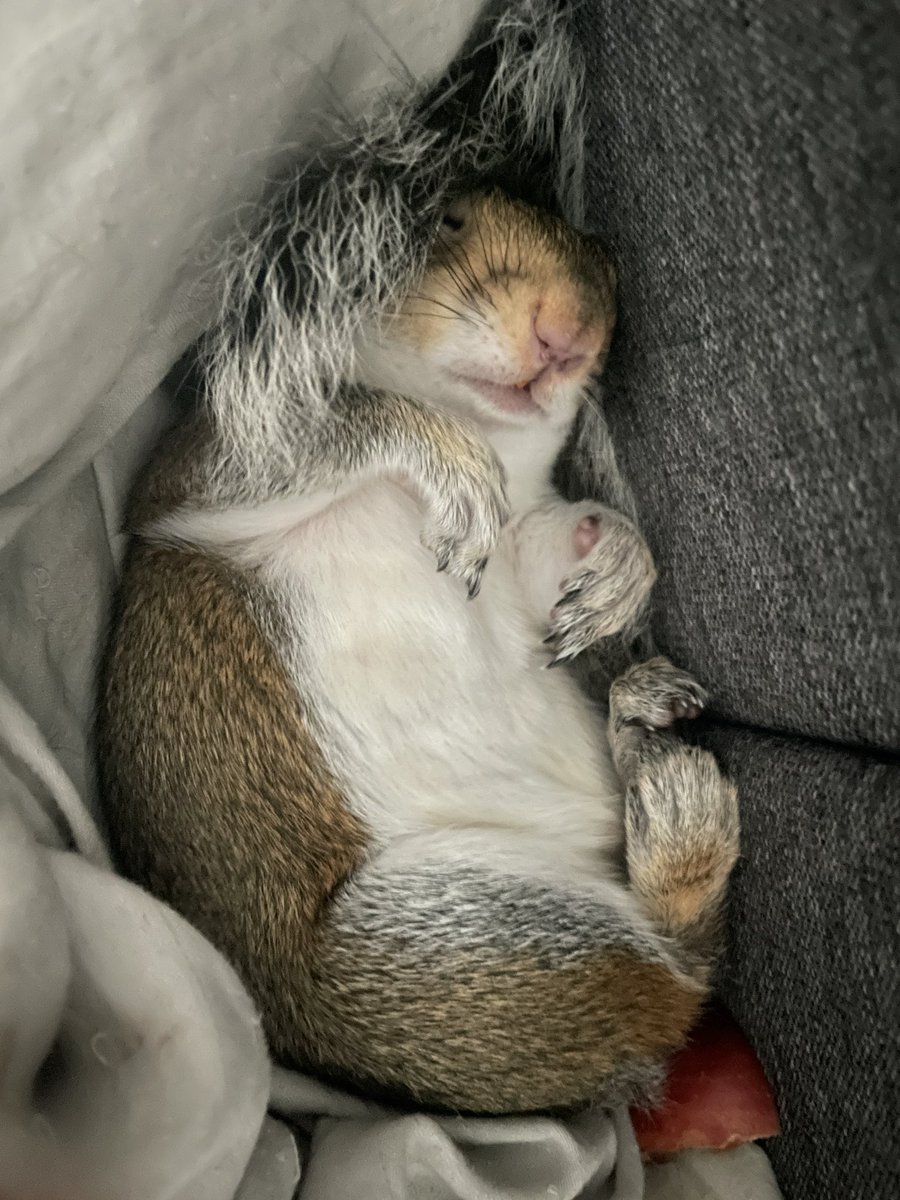 London Squirrels tweet media