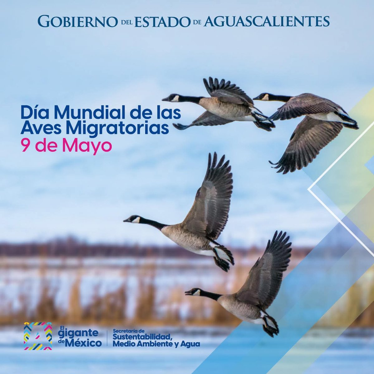 Celebramos el Día Mundial de las Aves Migratorias.Cada observación cuenta: mirar, registrar y proteger también es conservar.

La campaña 2026 “Cada ave cuenta: tus observaciones importan” nos recuerda que cada avistamiento aporta a la ciencia y ayuda a proteger a estas especies.