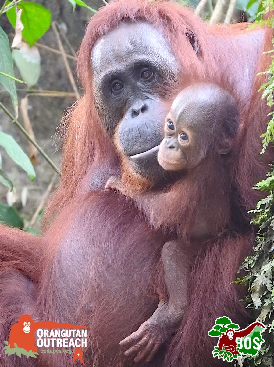 Orangutan Outreach 🦧❤️🌳 tweet media
