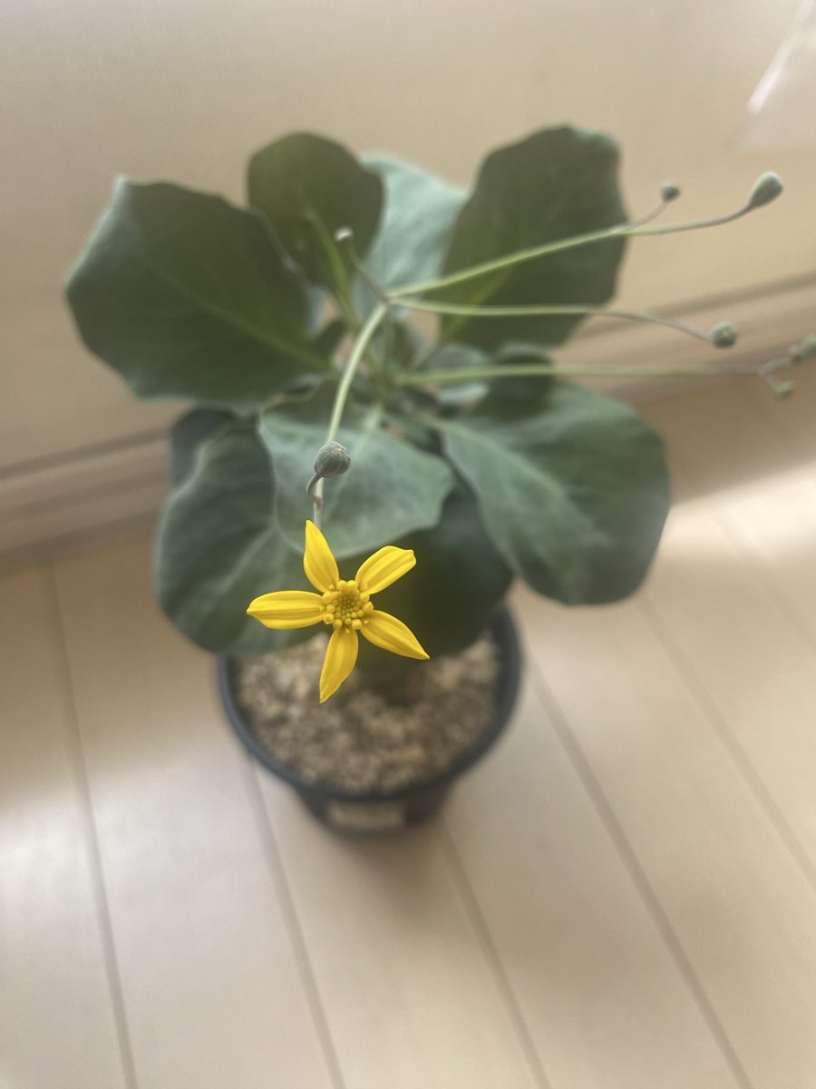lueltaol's tweet photo. オトンナ　トリプリネルビアが咲きました🌼
実生9ヶ月程でiPhoneくらいの大きさになり…他の兄弟株はこれの半分以下のサイズなのに… https://t.co/76Et5A4VjV